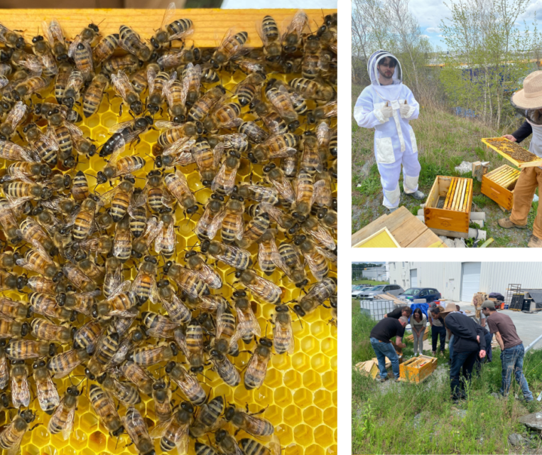 Beekeeping at CarbonCure HQ